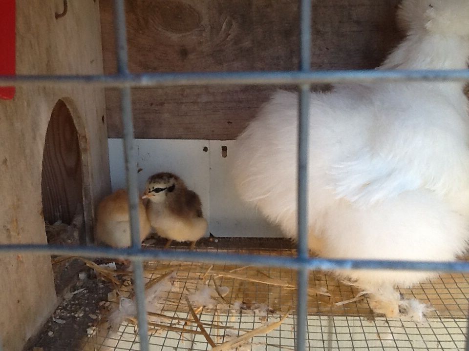 Dolly and chicks 2015