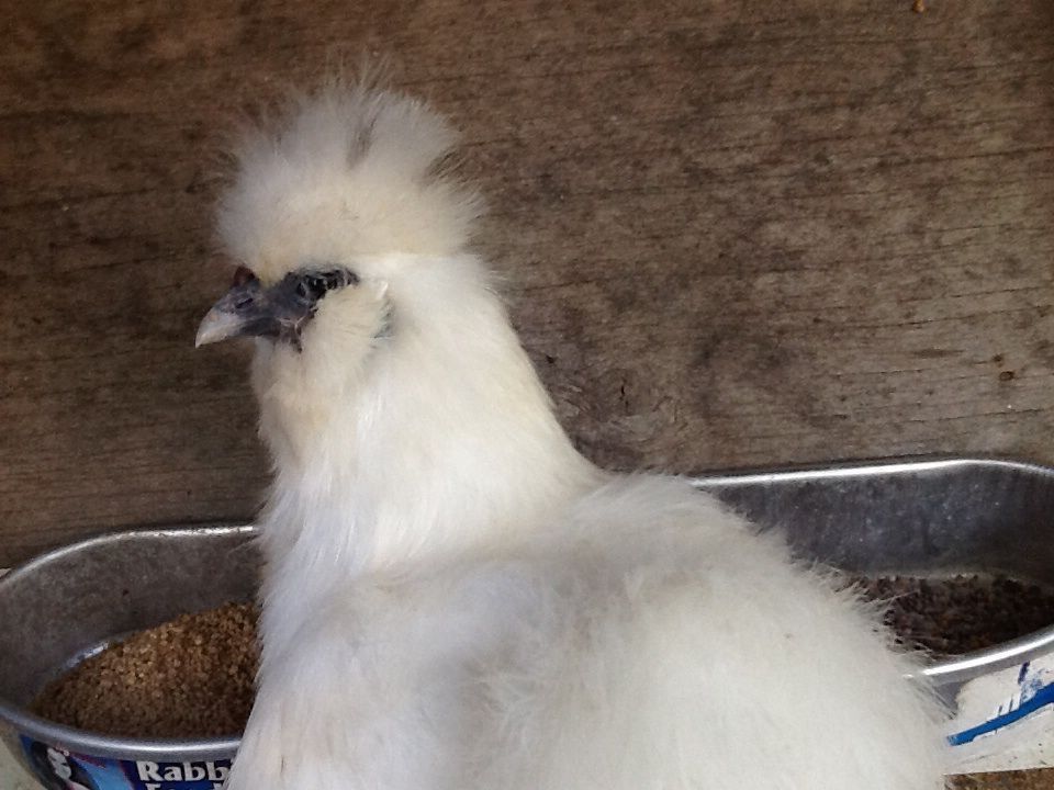 Dolly the Japanese Silkie