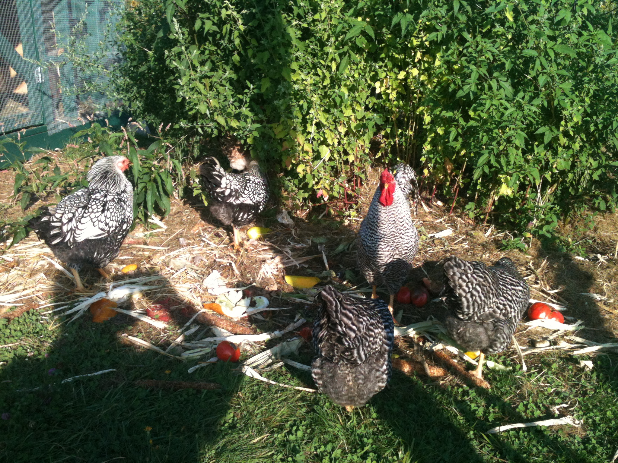 Dominiques and Silver laced Wyandottes