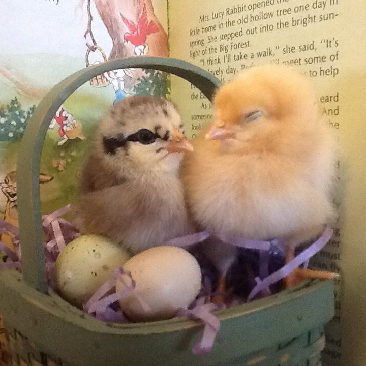 Easter 2015 chicks