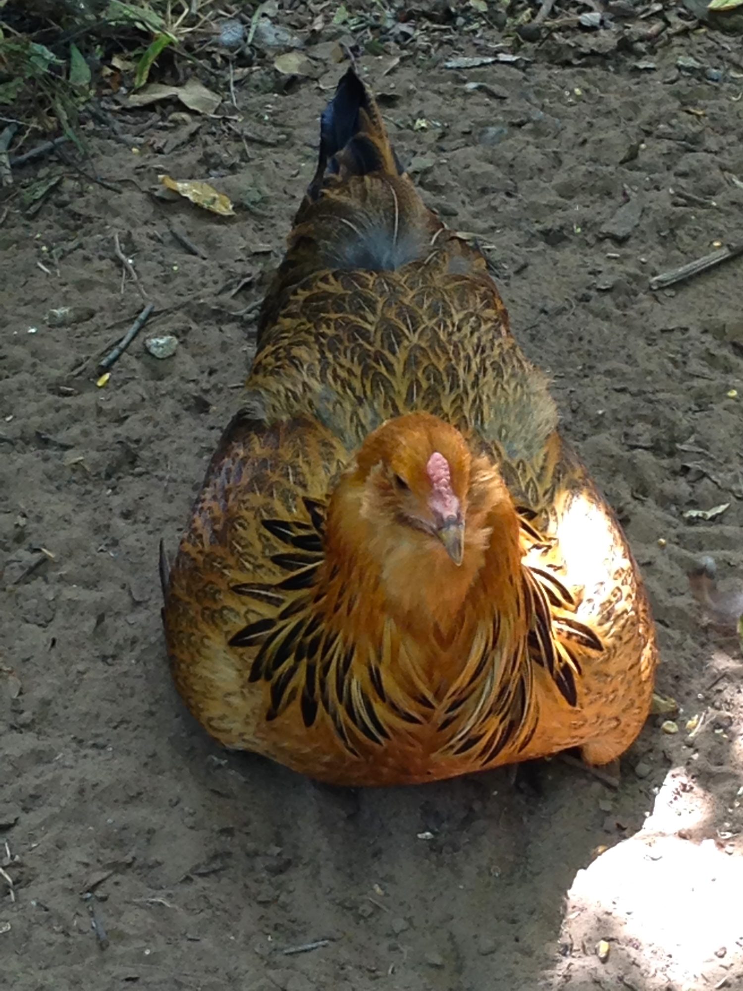 Easter Egger "Beauty".  She is very calm and sweet and completely beautiful