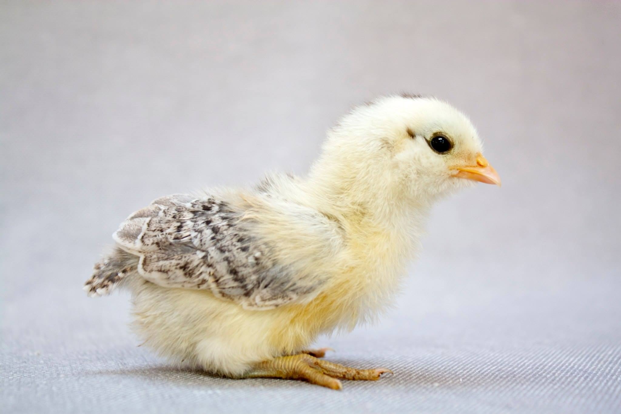 Easter Egger chick, June, at 10 days old.