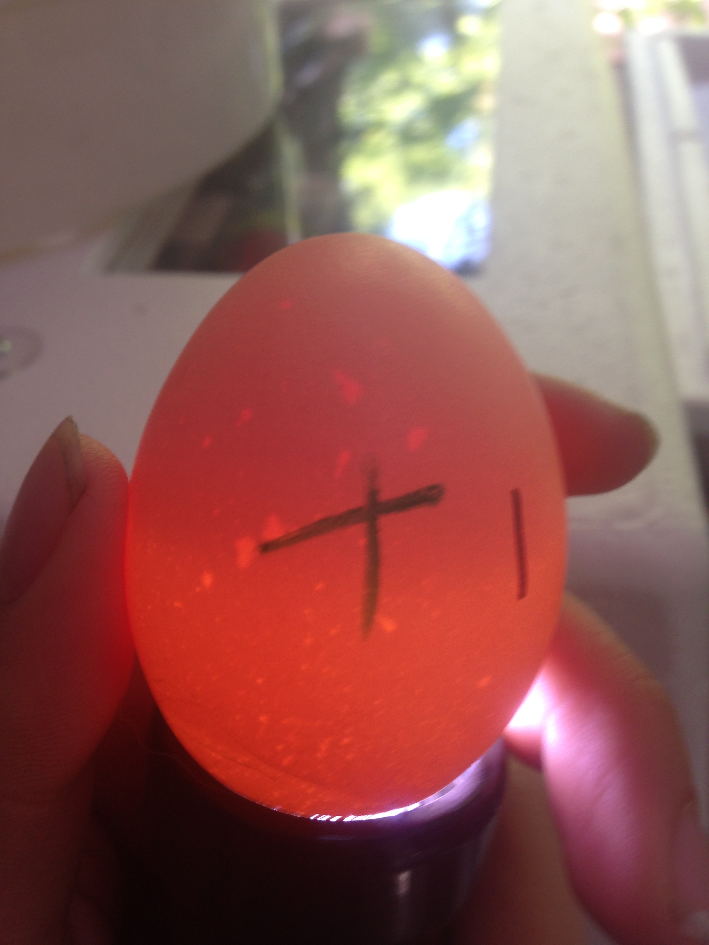 Egg 1 on day ~15