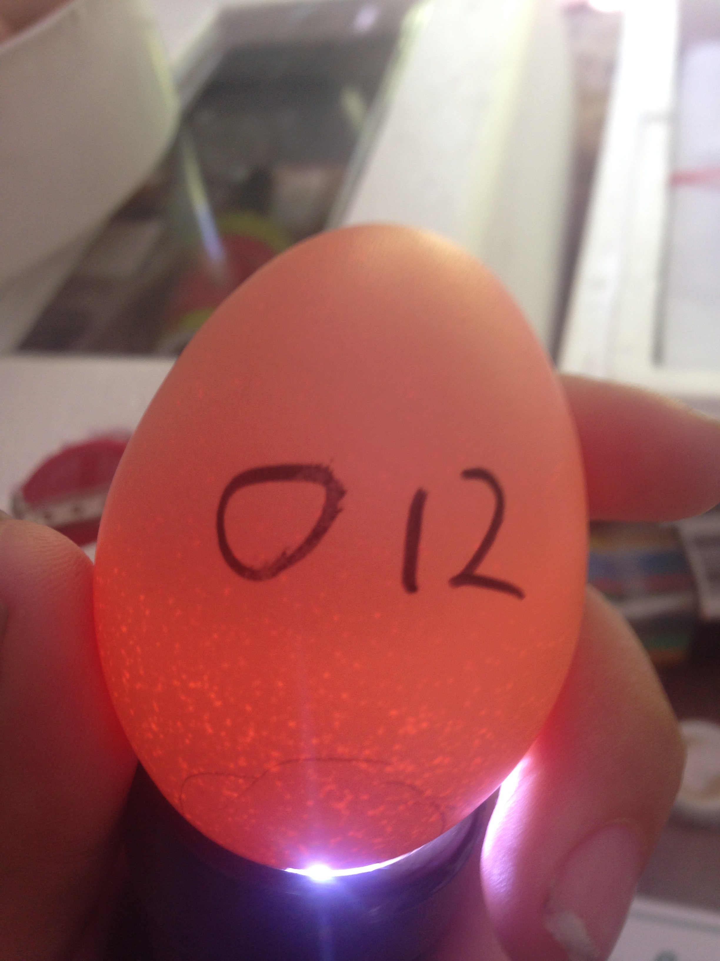 Egg 12 on day ~15