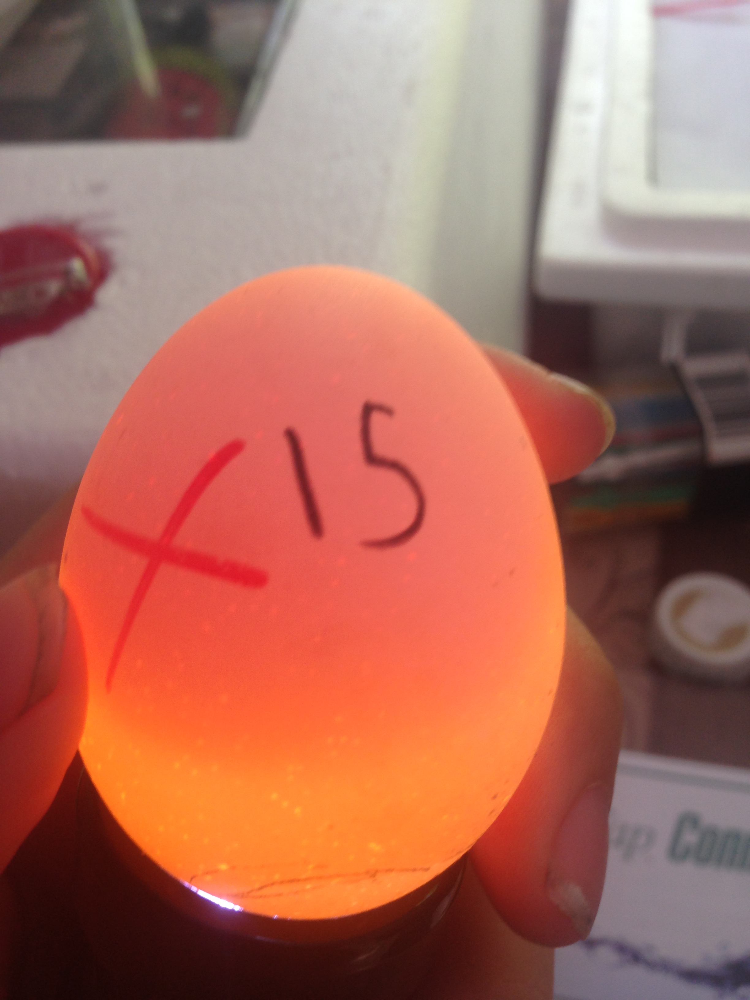 Egg 15 on day ~15