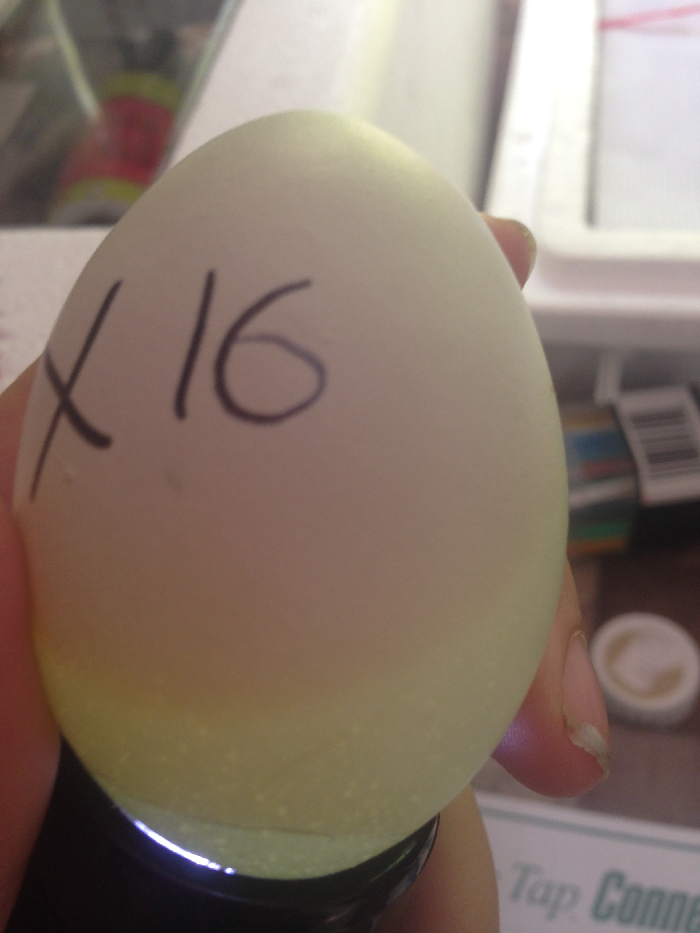 Egg 16 on day ~15