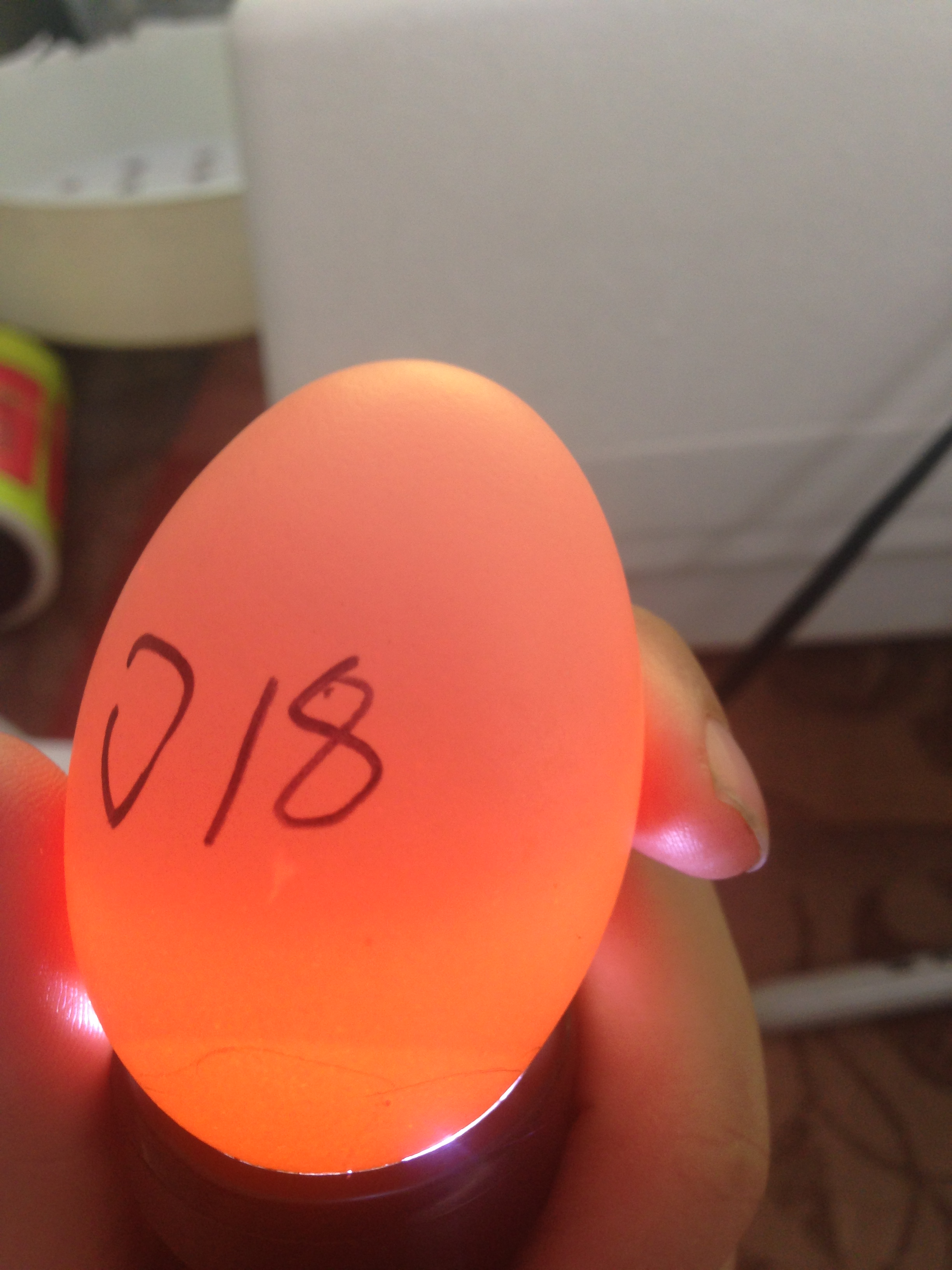 Egg 18 on day ~15