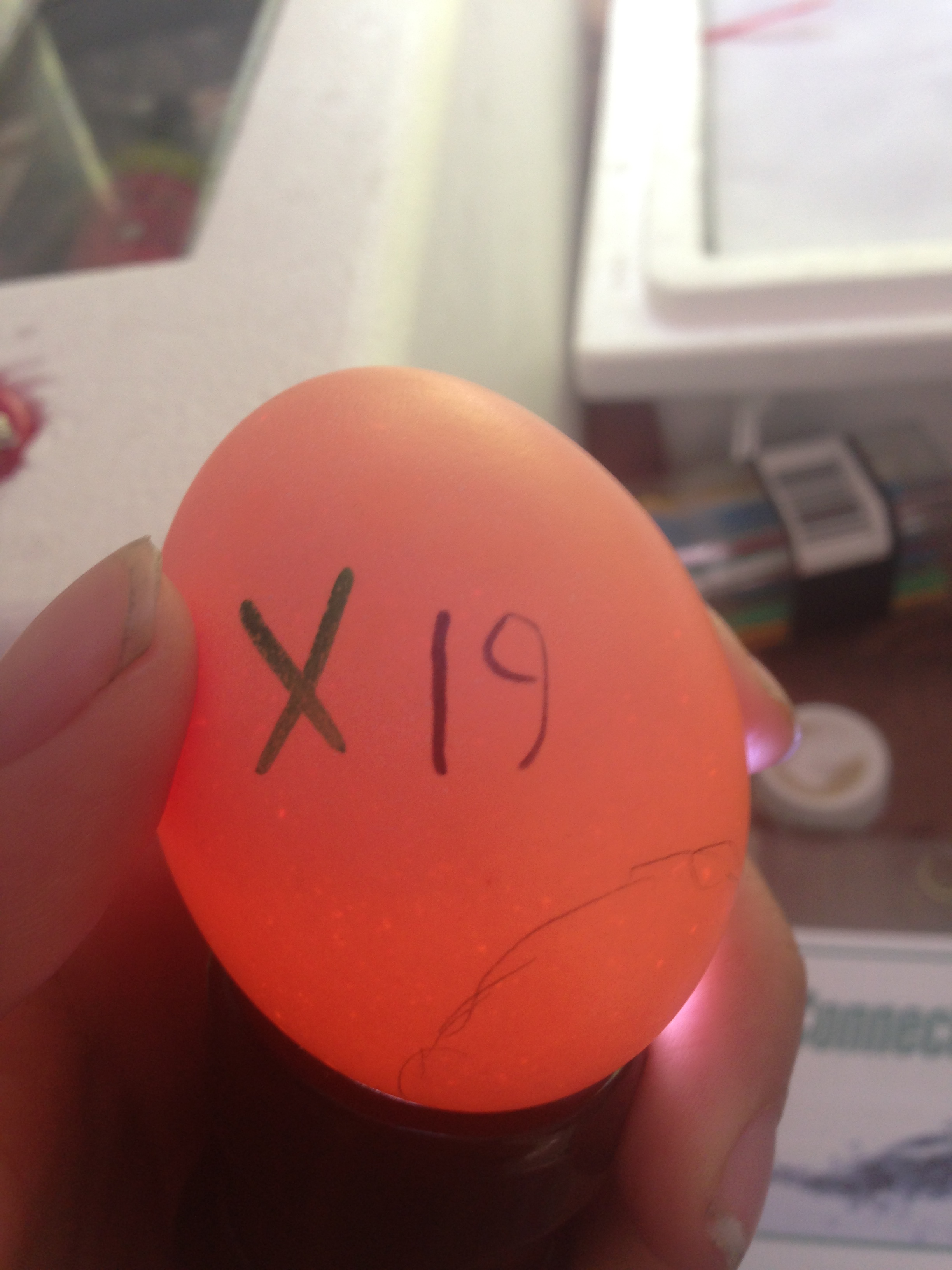 Egg 19 on day ~15
