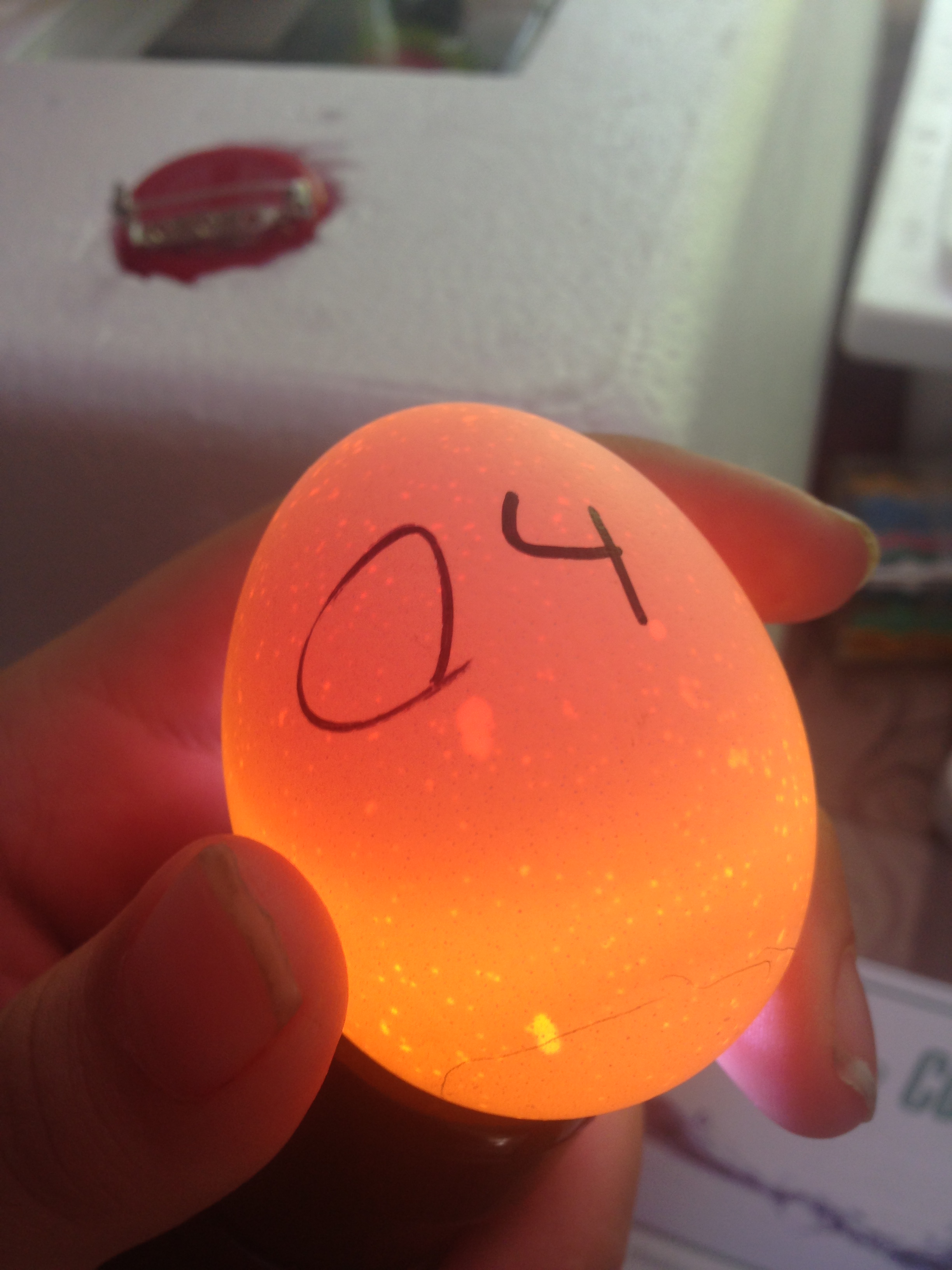 Egg 4 on day ~15