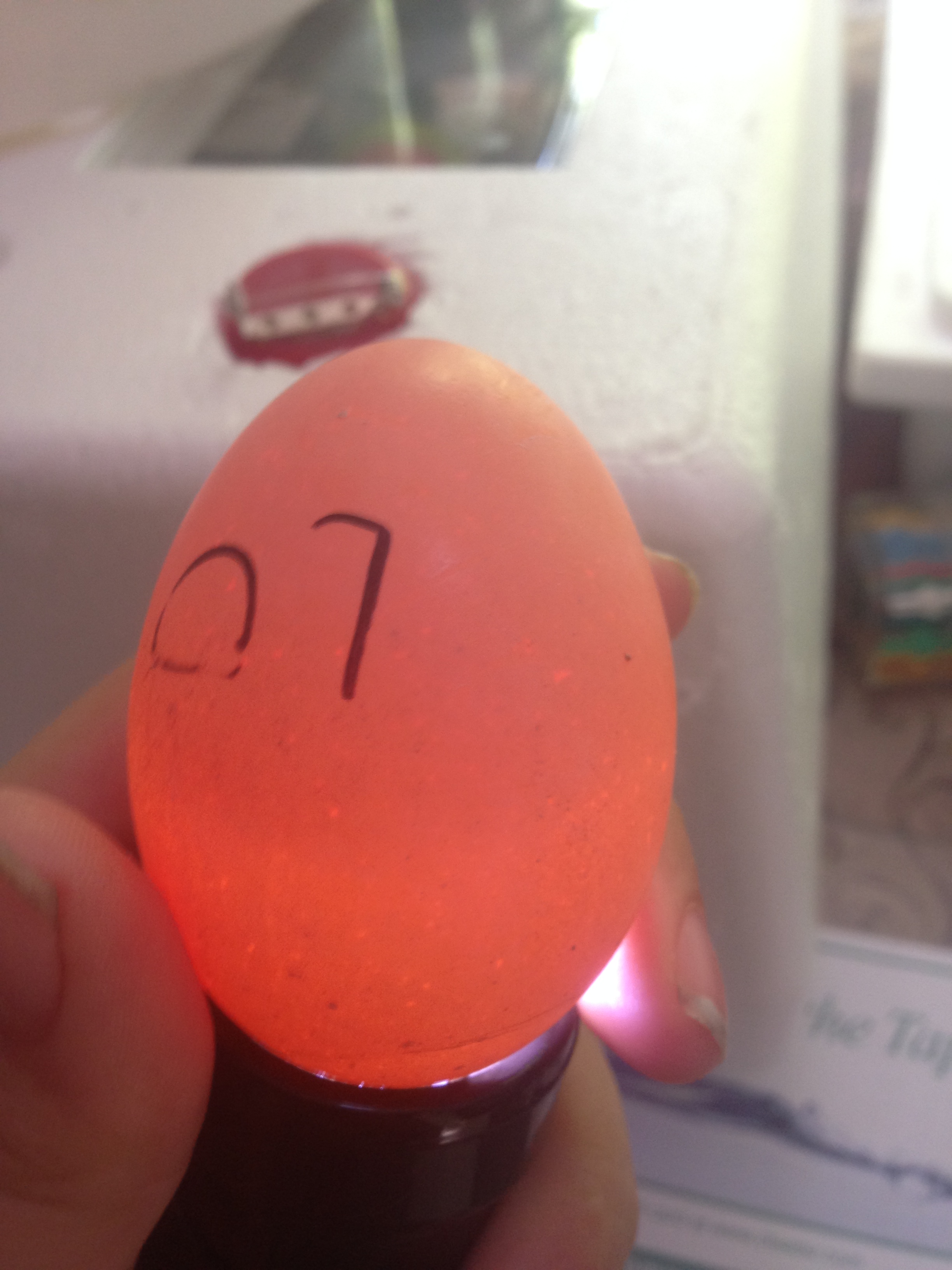 Egg 7 on day ~15