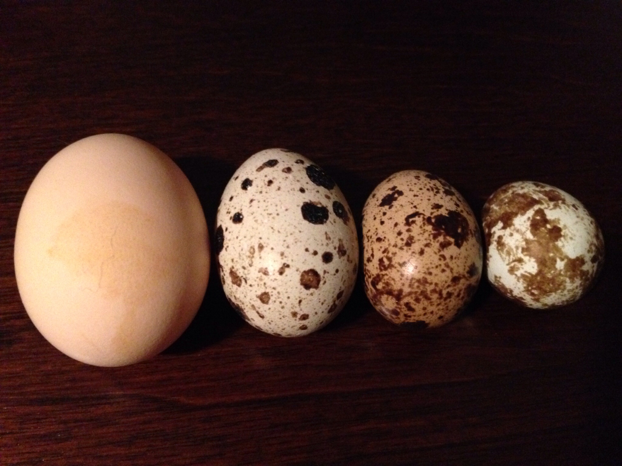 Egg comparison: ( left-right) Silkie egg @ 1.30 oz, Texas A&M @ .75 oz, Texas A&M @ .45 oz & Coturnix @ 35 oz