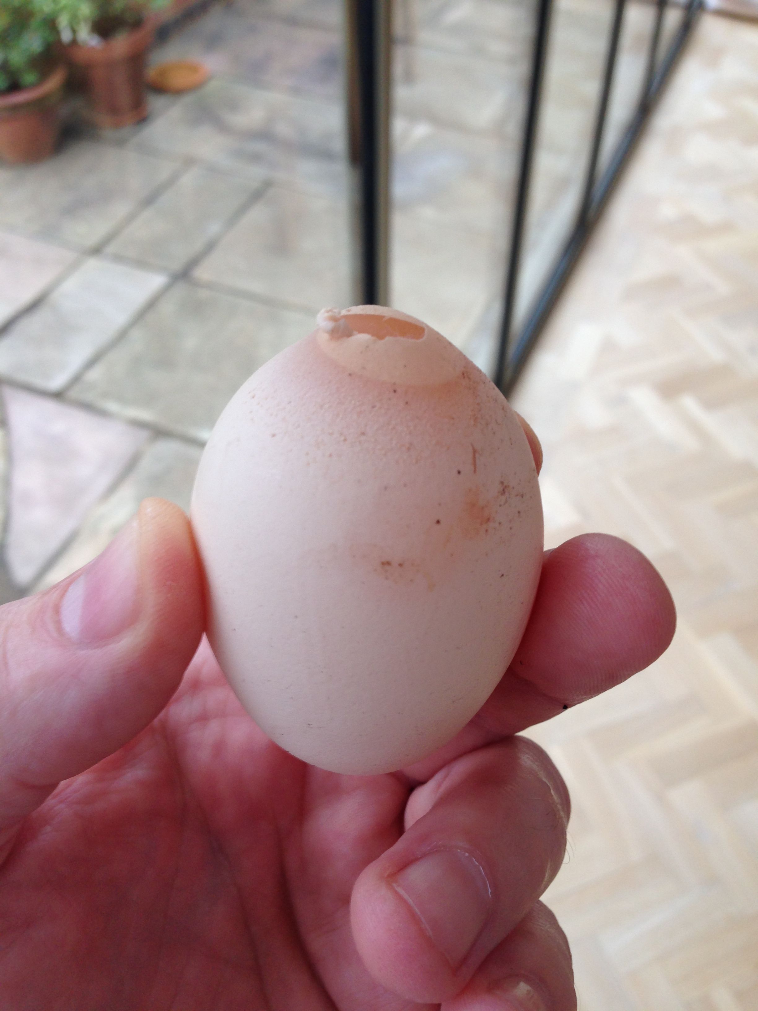 Egg from our white sussex