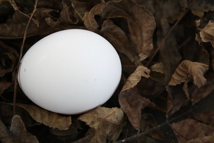 Egg helps us pick pecans.