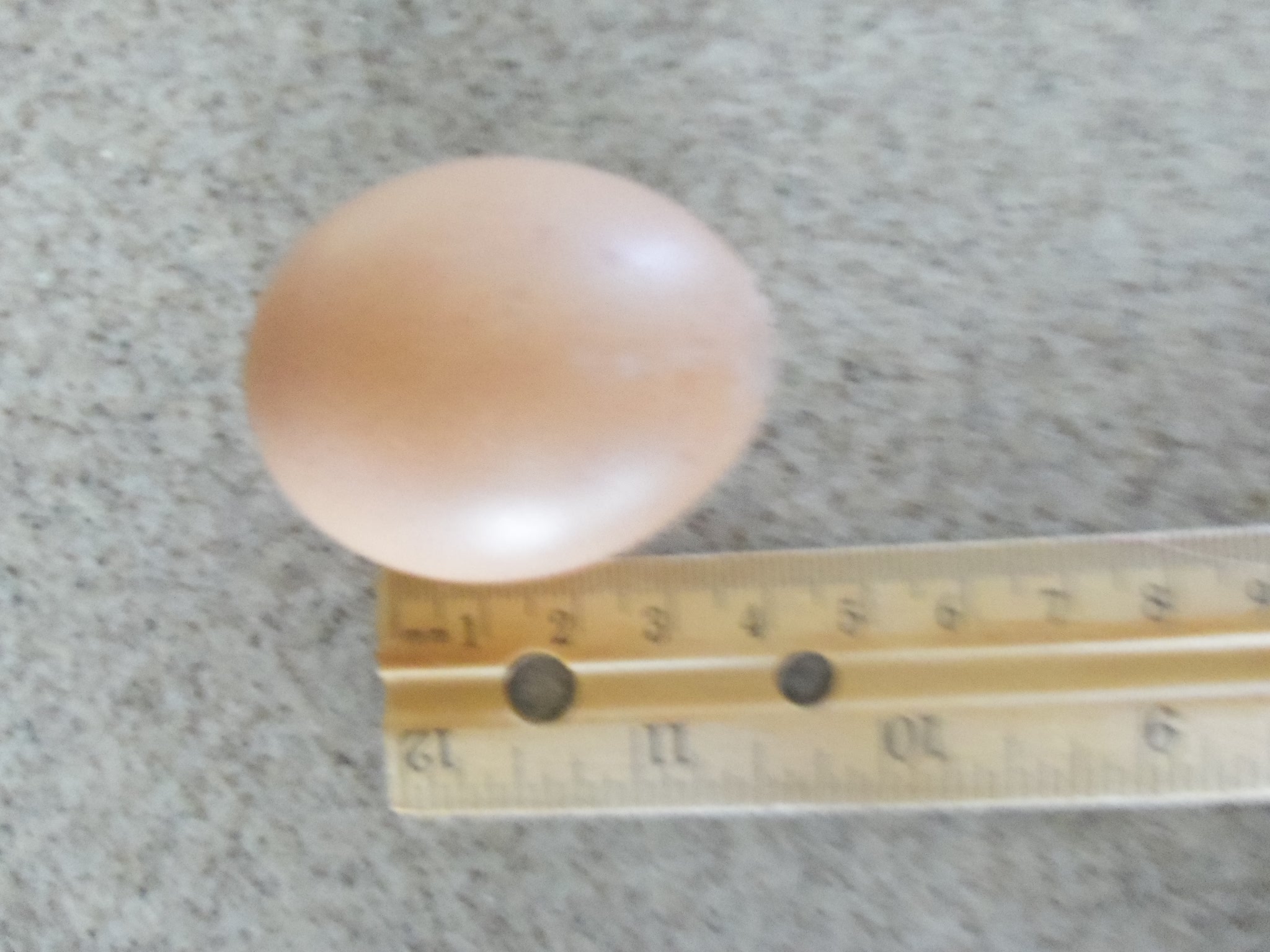 Eggnog's first egg 4 months early.