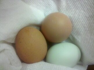 Eggs from my EE, my Aussie, and one RIR