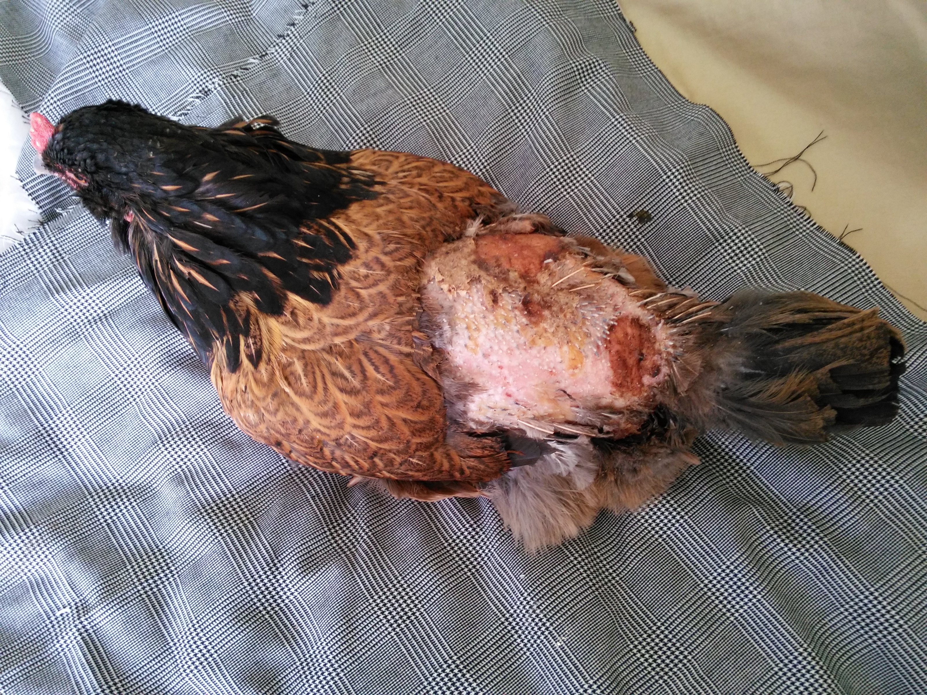 Eleven days into recovery. Tiny stubble of feathers regrowing. Blew my mind that she could regrow feathers where skin had actually been EATEN off, but there's a chicken for you. Amazing.