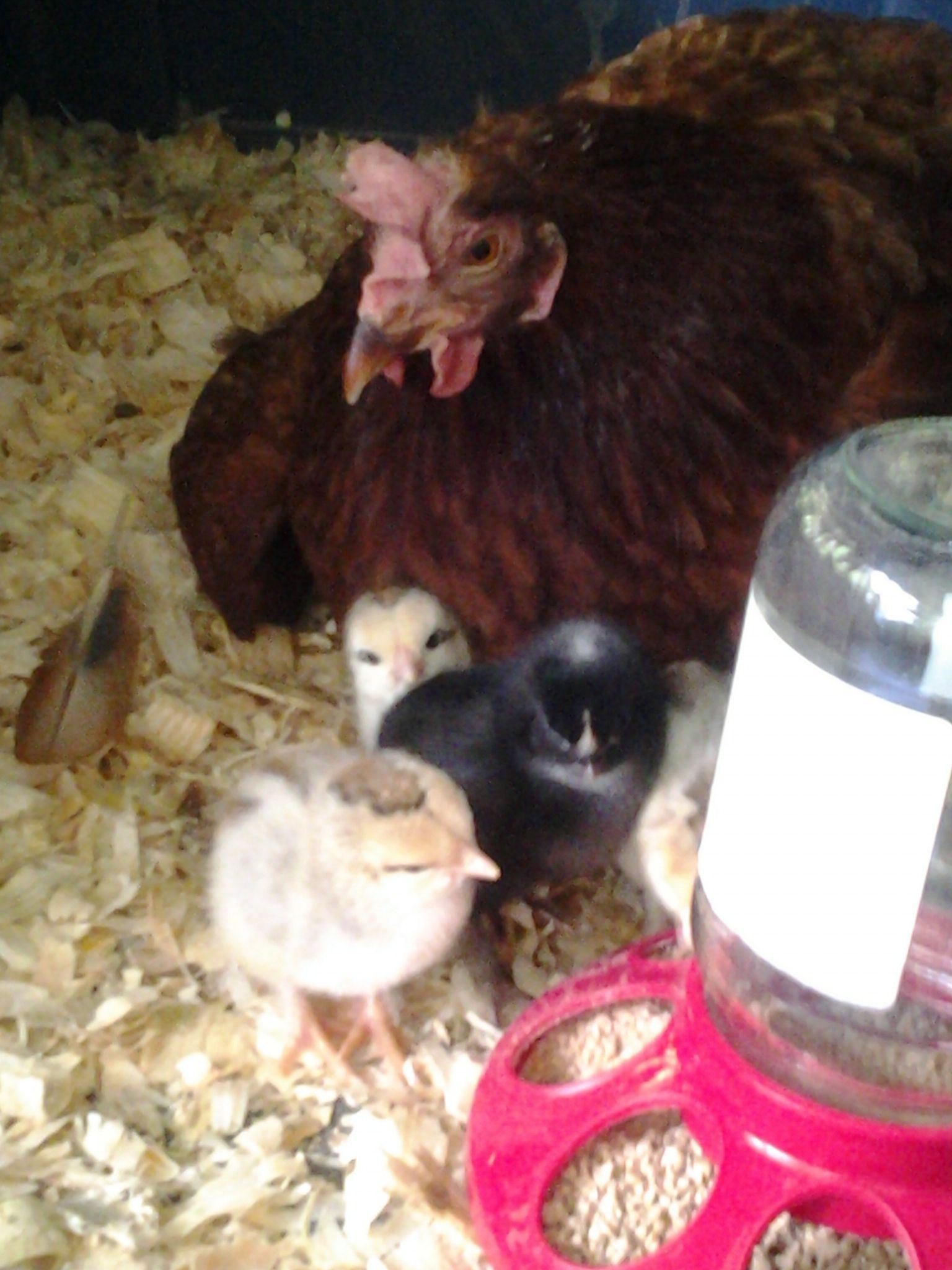 Ethel & her 4 new babies born 5/30&5/31