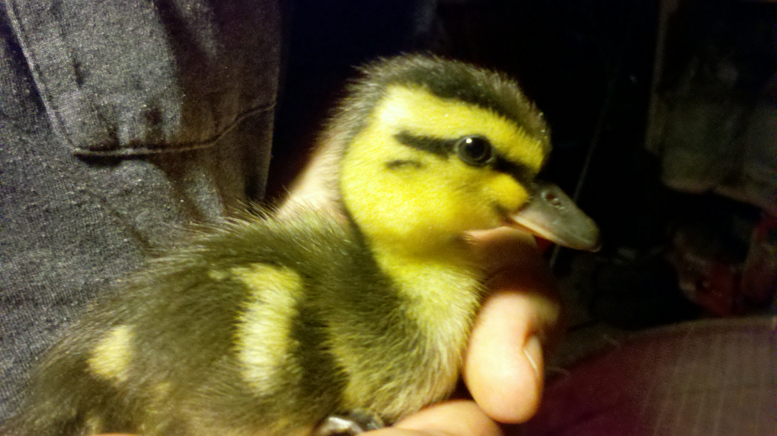 Face shot of duckling