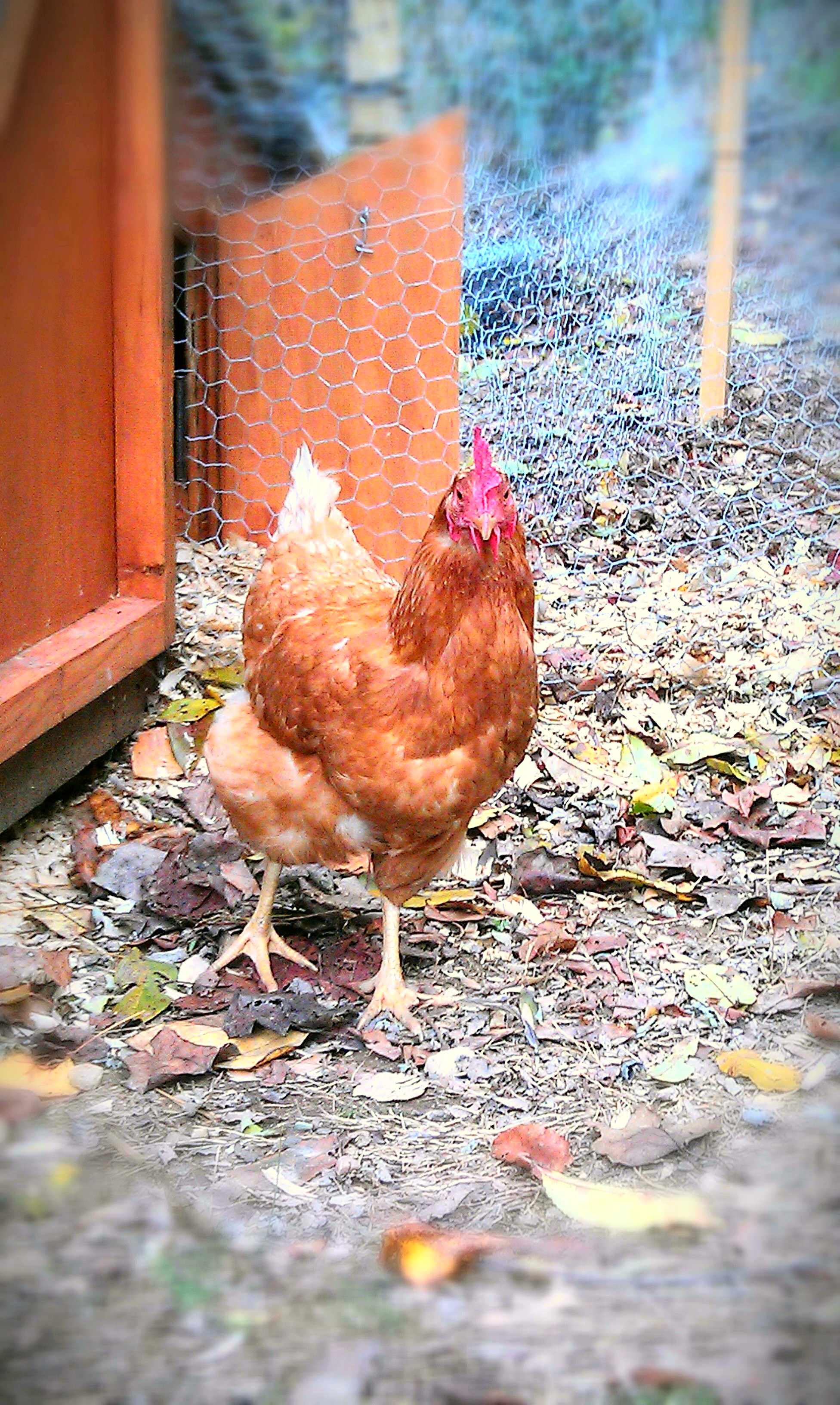 Fall 2013. Hey, good lookin'! Shelly struttin' her stuff. She's the boss hen & she knows it;)