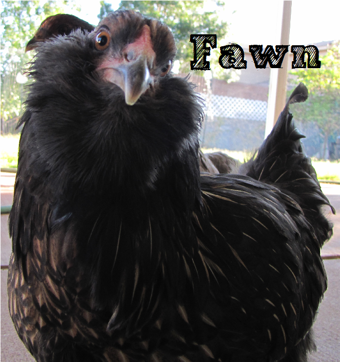 Fawn - Easter Egger Bantam Hen