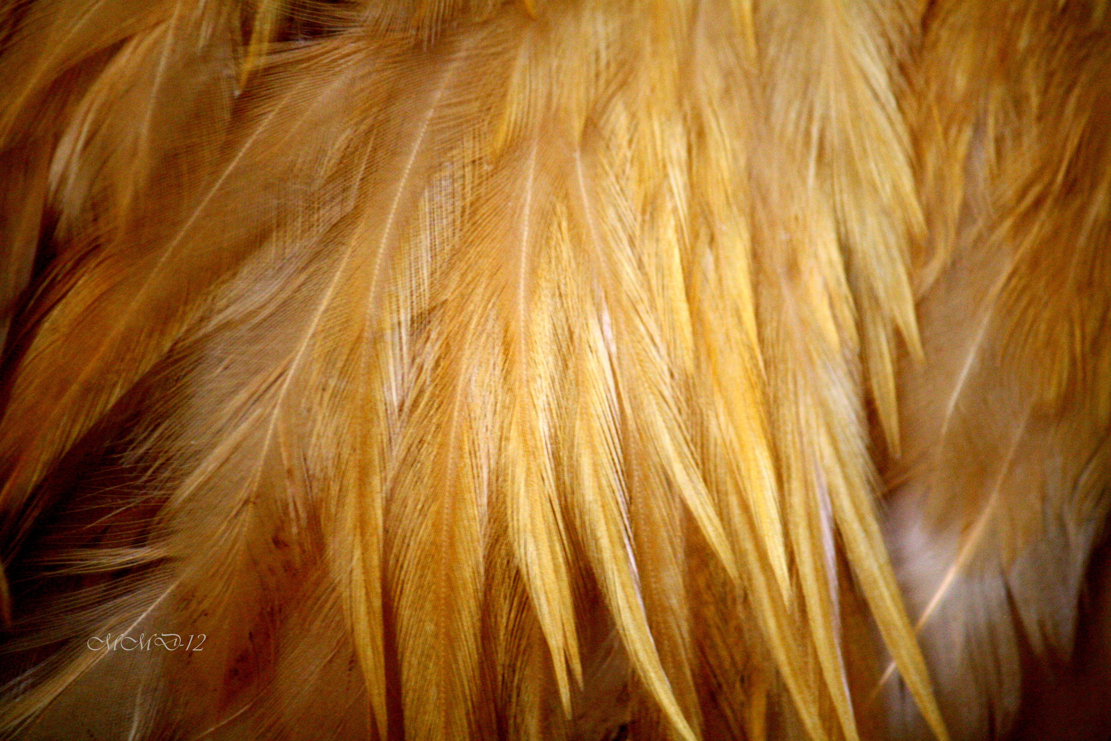 Feathers off a buff Cochin roo.