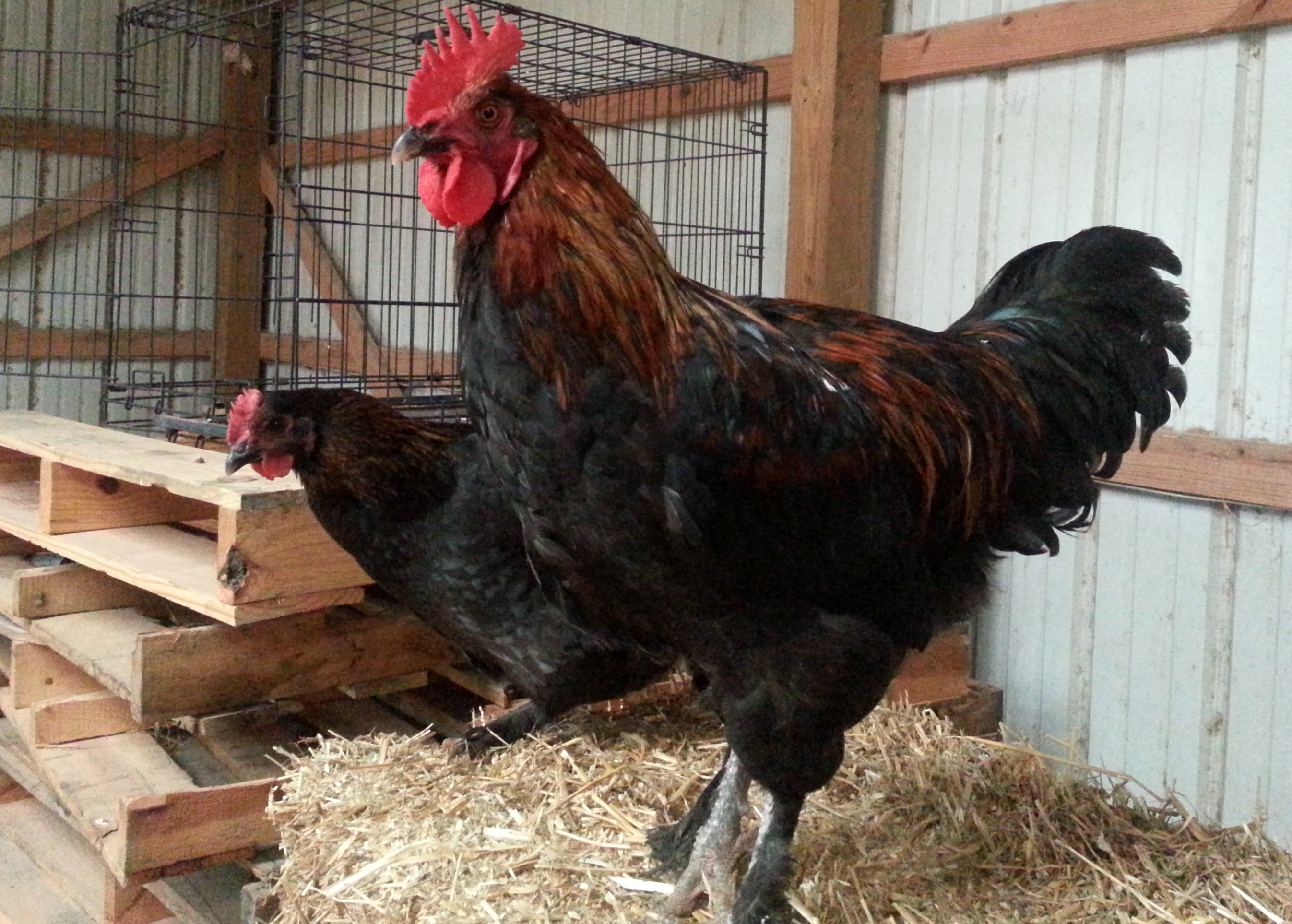 Feisty's brooder mates:  Black Copper Marans, Rouvaun and Lady #1.