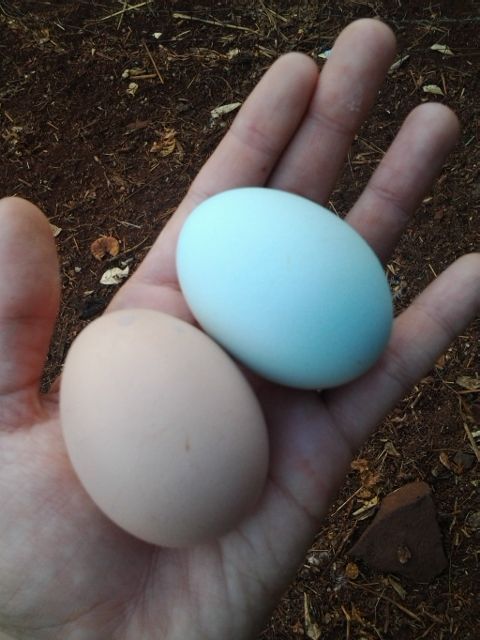 First Ameraucana egg
In comparison to a Buff Orpington egg
