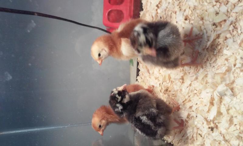 First Batch of Chicks     2days old      RIR and Australorps