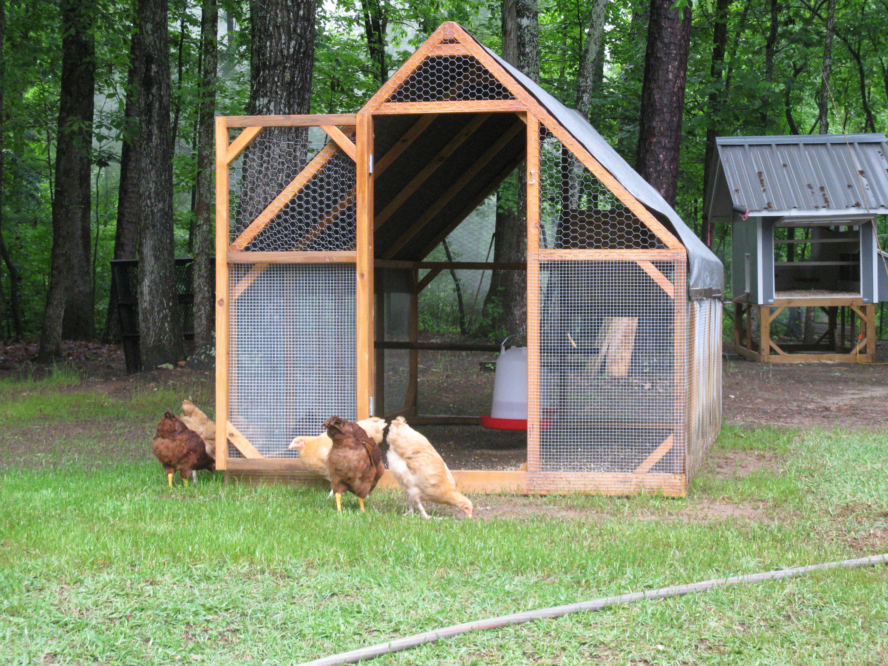 First day free ranging for the girls.  I later coupled the run up to the coop located in the background.