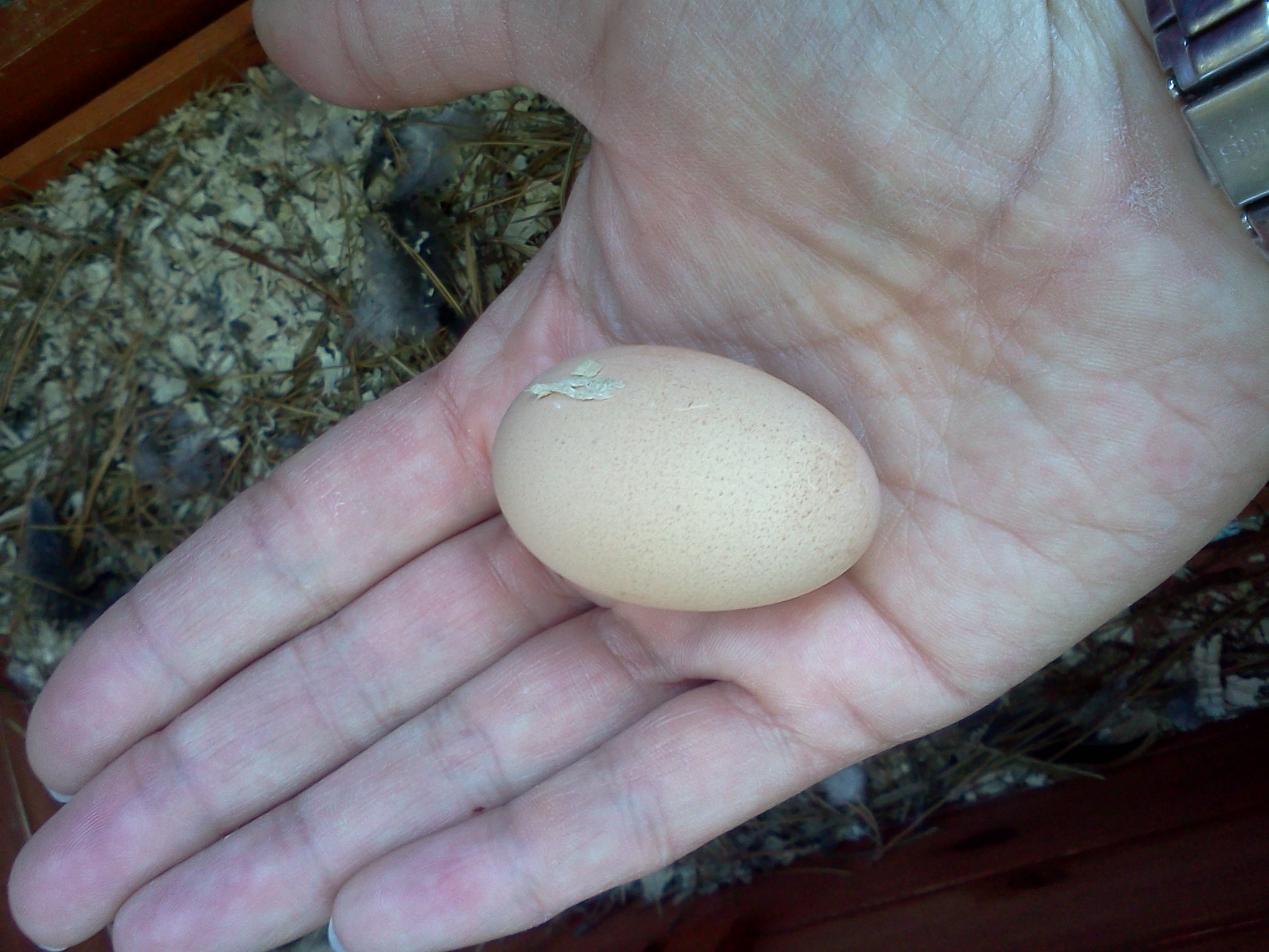 First egg!  22 grams.  11 August 2013.