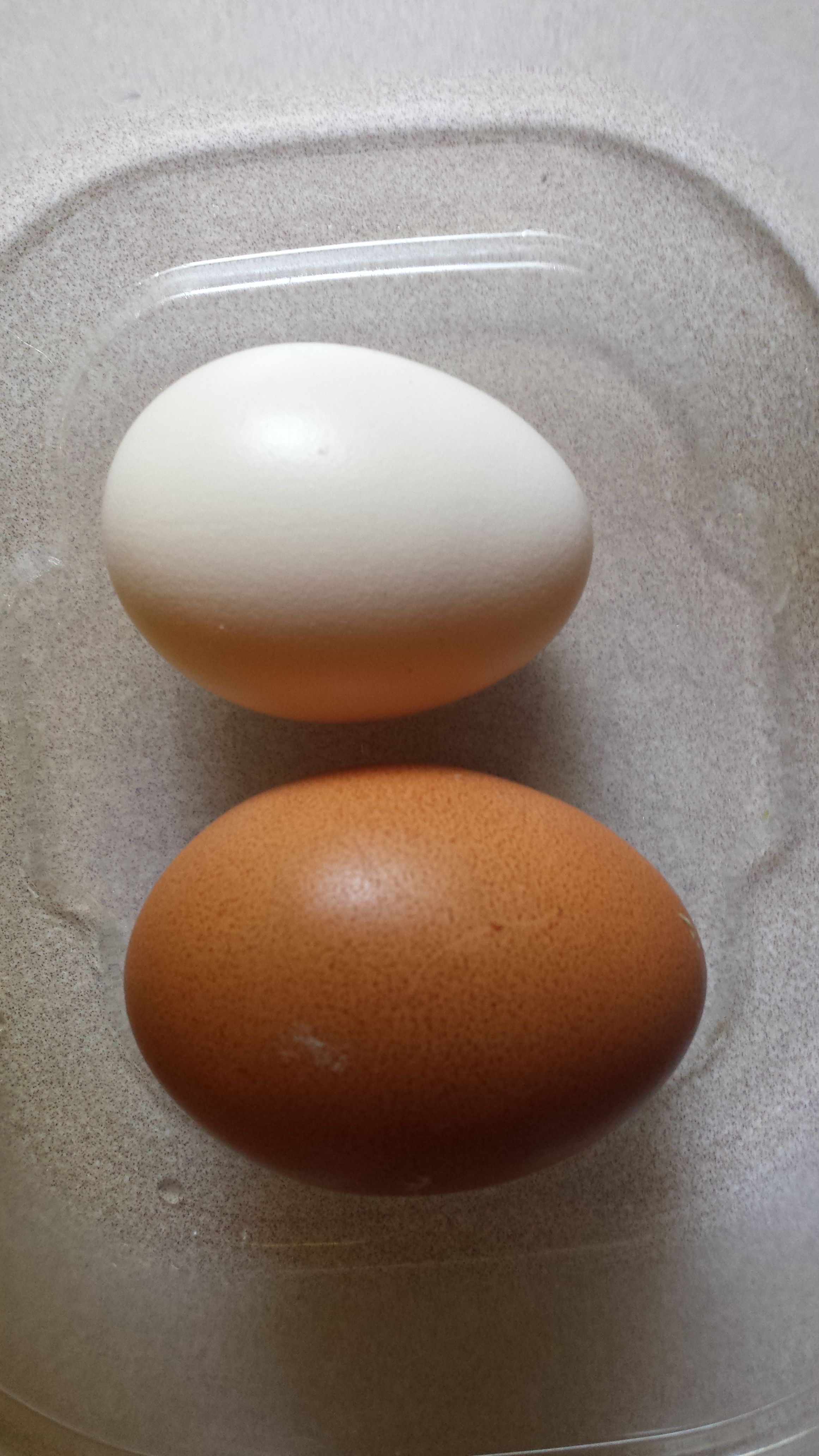 First egg from our silken 7.24.15