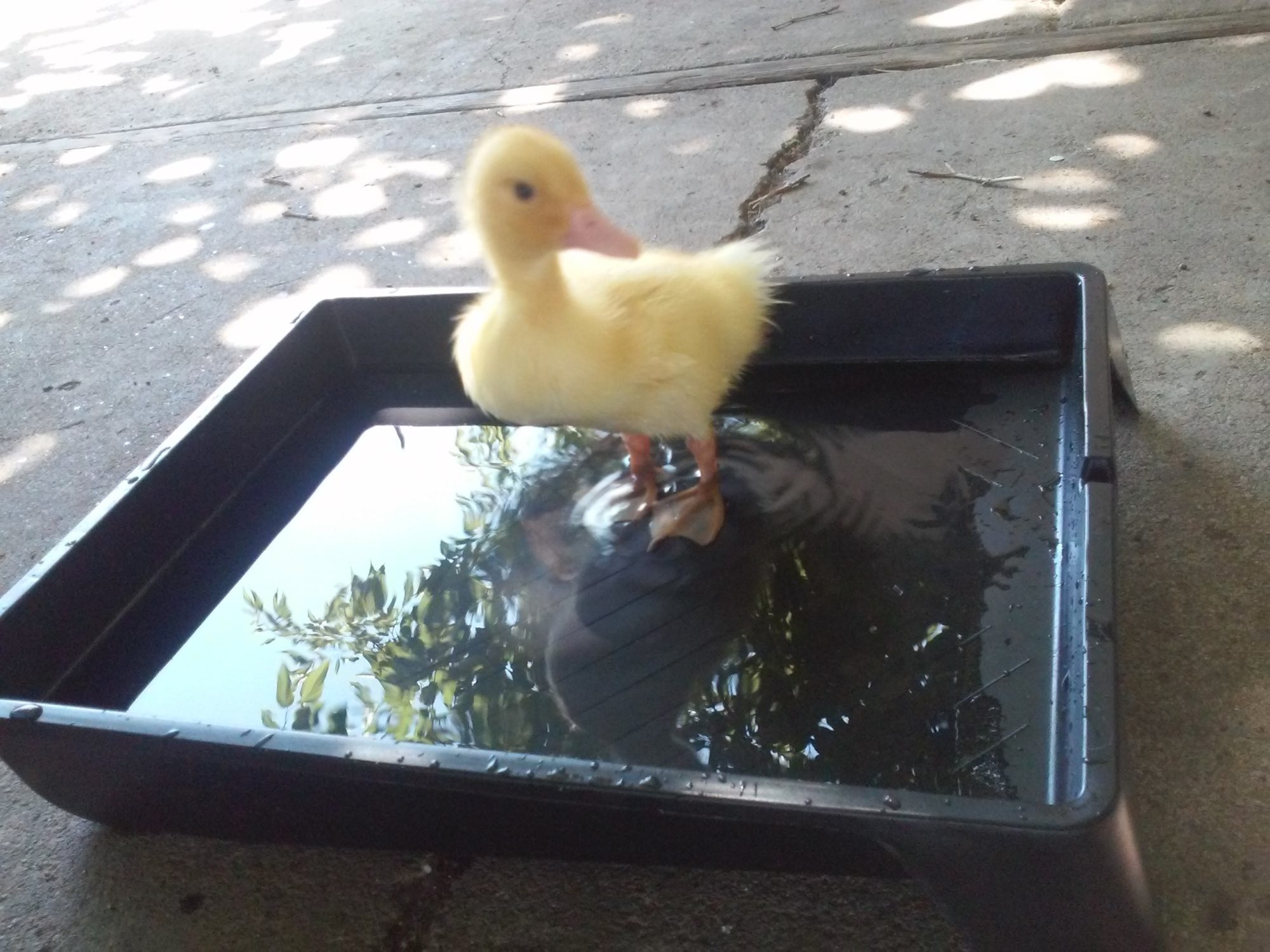 First outdoor bath