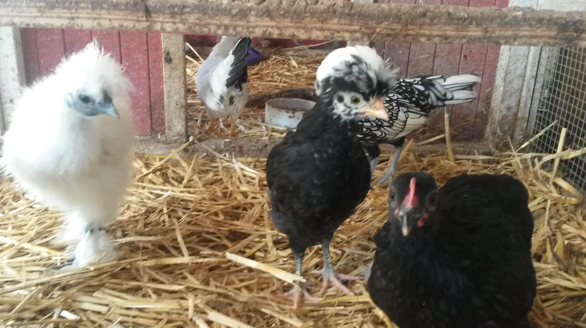 From left to right - Levy - Silkie (we think a hen but not sure now), Peaches, well her butt at least lol...mini bantam hen, Patches hiding back there too.....mini bantam hen, Precious - White crested polish pullet hen.....and Ebony in the front (solid black) mini bantam hen