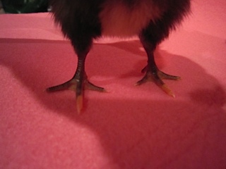 Funny Toes!
