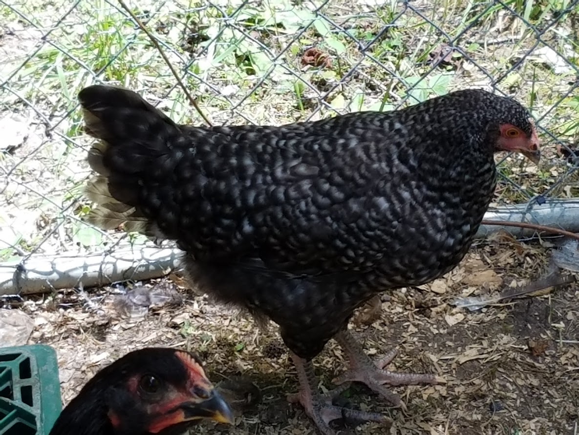 Gertrude, the barred Plymouth Rock