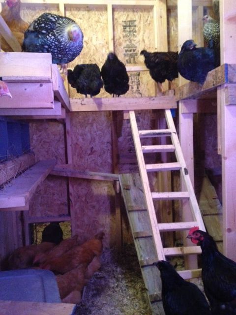 Girls getting ready for bed inside coop
Poop board, roost and ladders