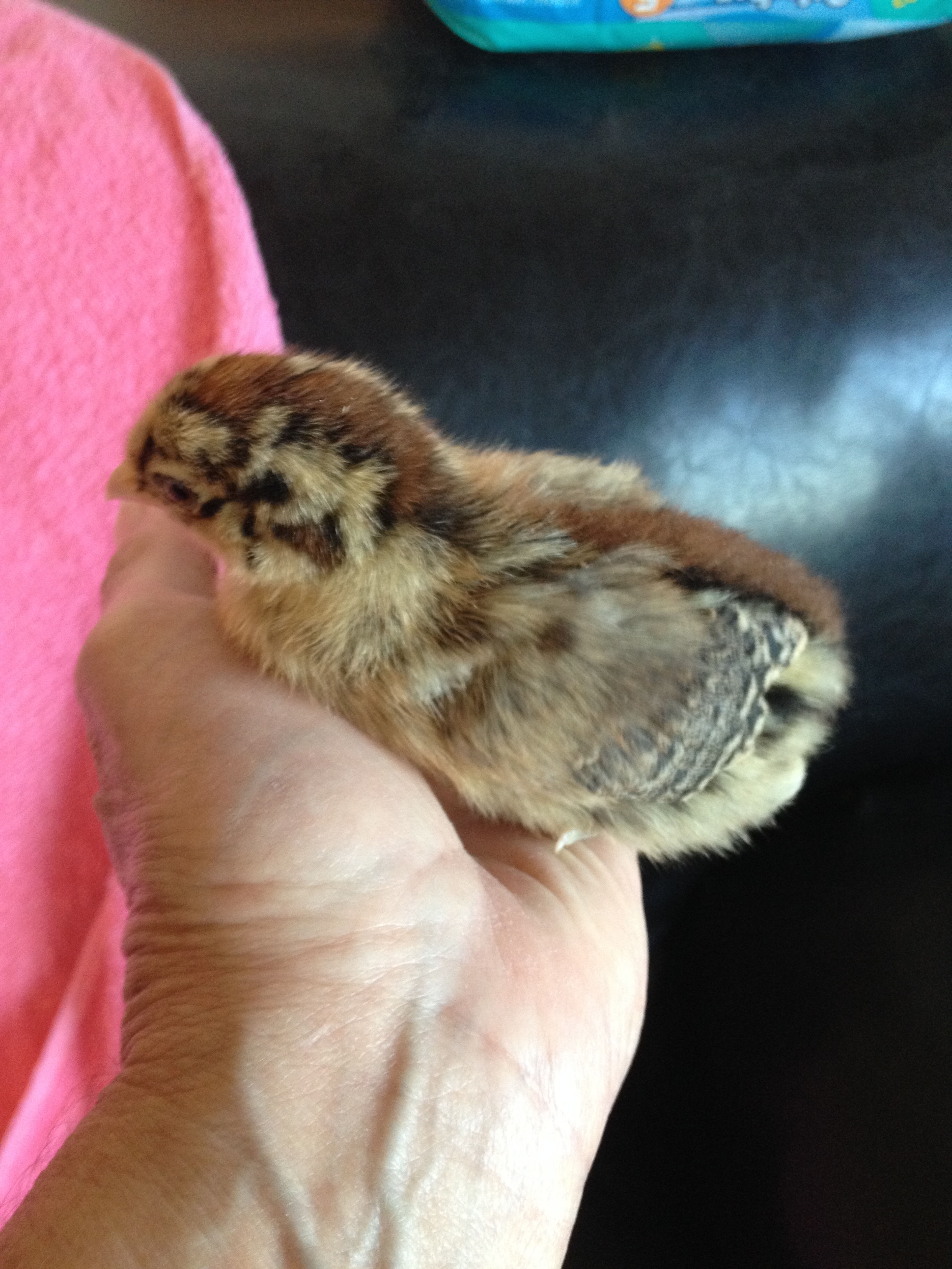 Gold Frisian Gull. 2 weeks old