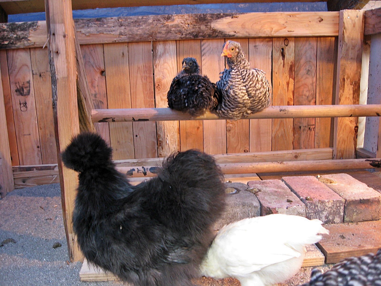 Good morning! We loved our first night in the new coop!