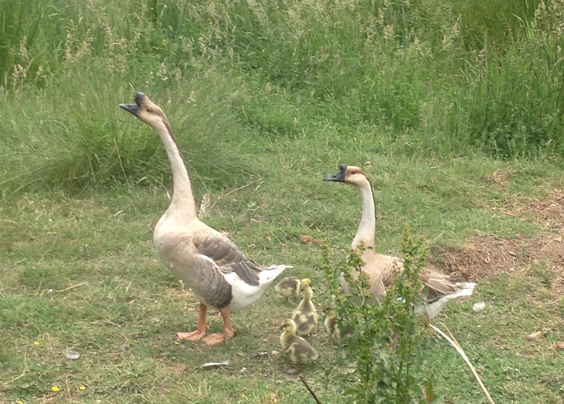 Goose family 2015- mama and daddy talking the family for their first walk.