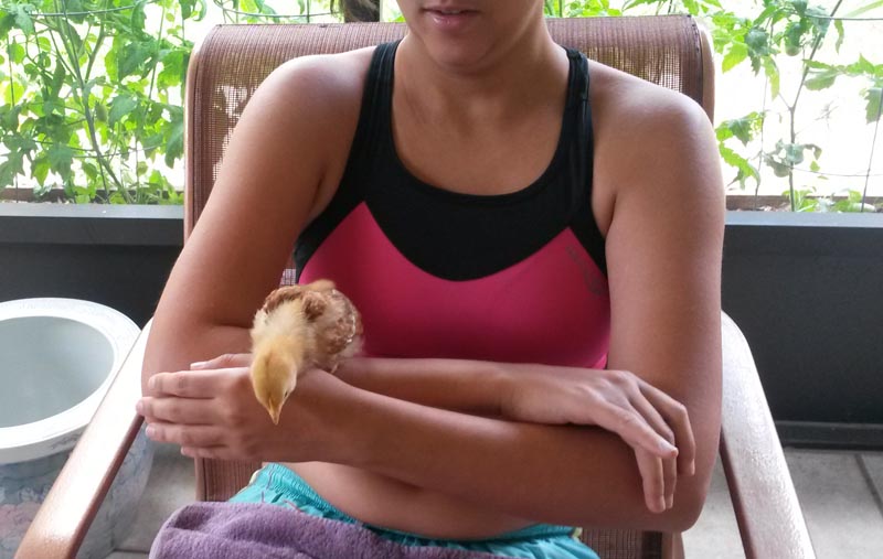 Got back from a short and hot run, the chicks were curious so I let them out for a while. Here's Lillian exploring after a short nap in my hands. She loves to climb so I have to be really careful when she does.