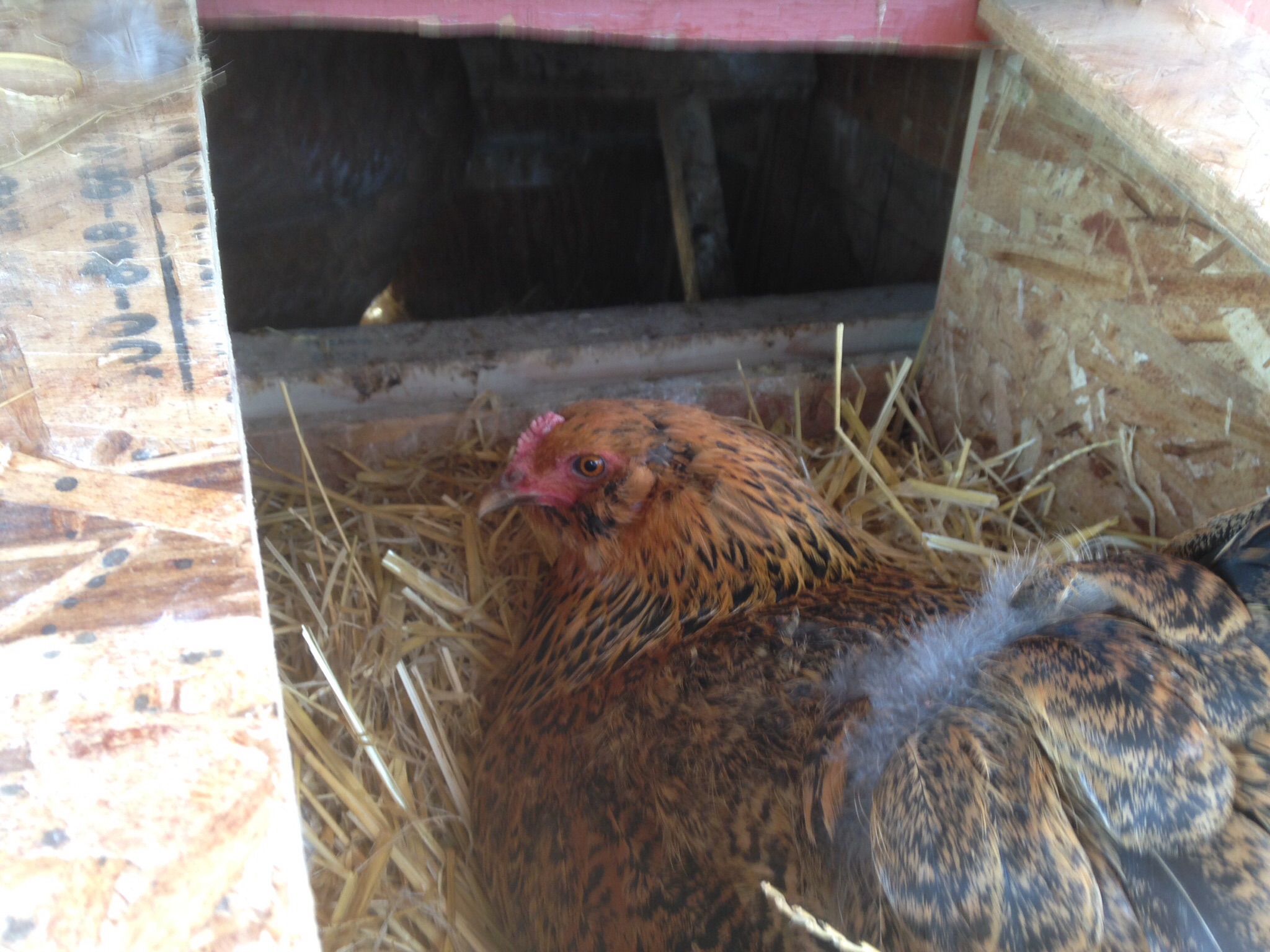 Gretchen in the nest box, she can be body have to move her off eggs all the time,