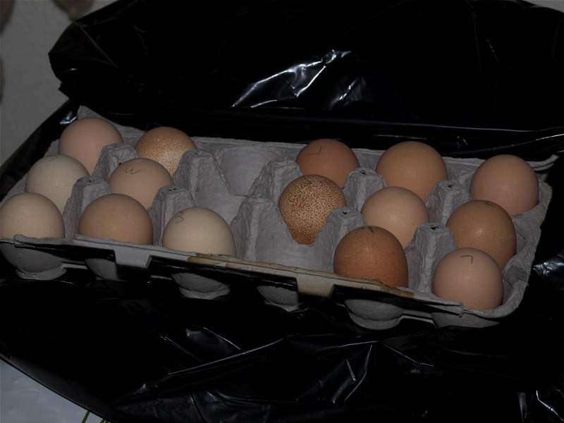 Guinea eggs