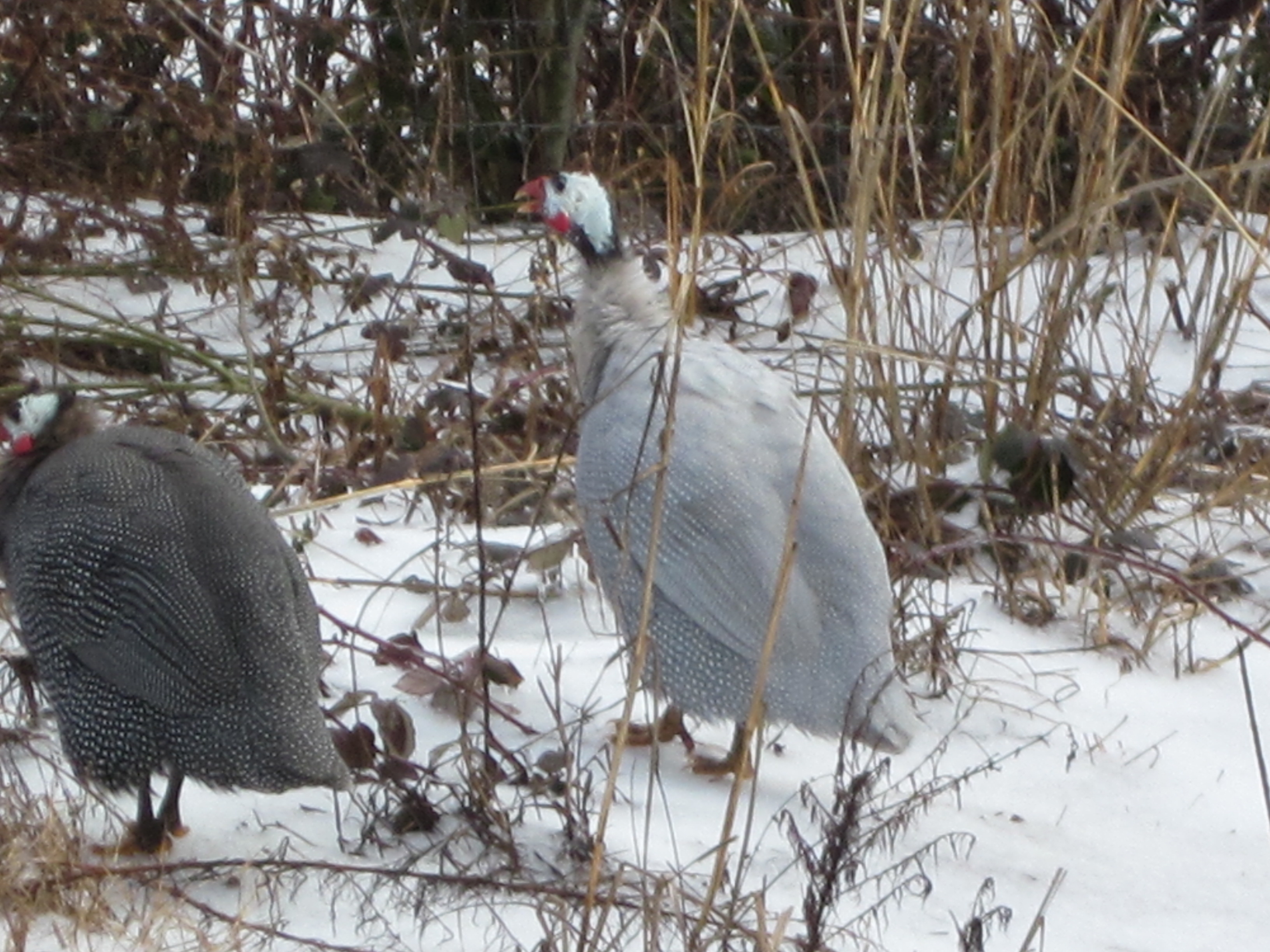 Guineas are snow hardy too!