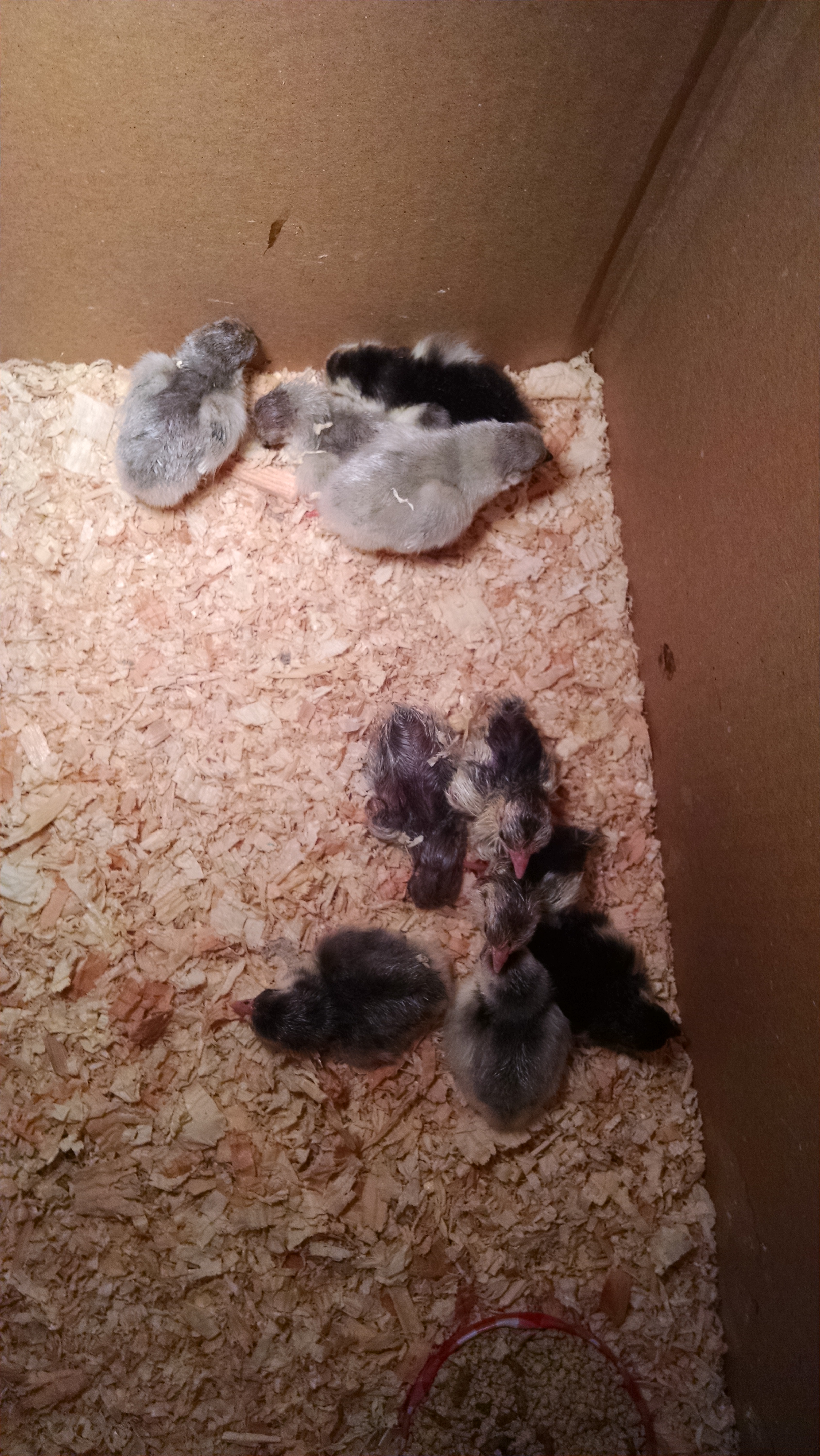 Hatched out 11 so far & 6 of them are Platinum of some shade..Yay!