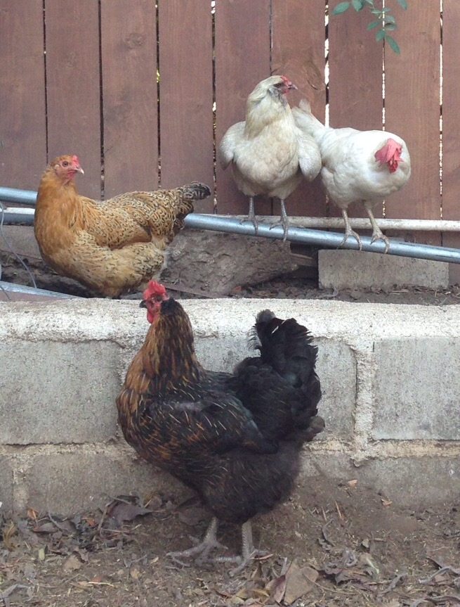 Here are Deedee (the grey one in the middle), with orange Beatrix, Phyllis in the front, and Marilyn on the right.