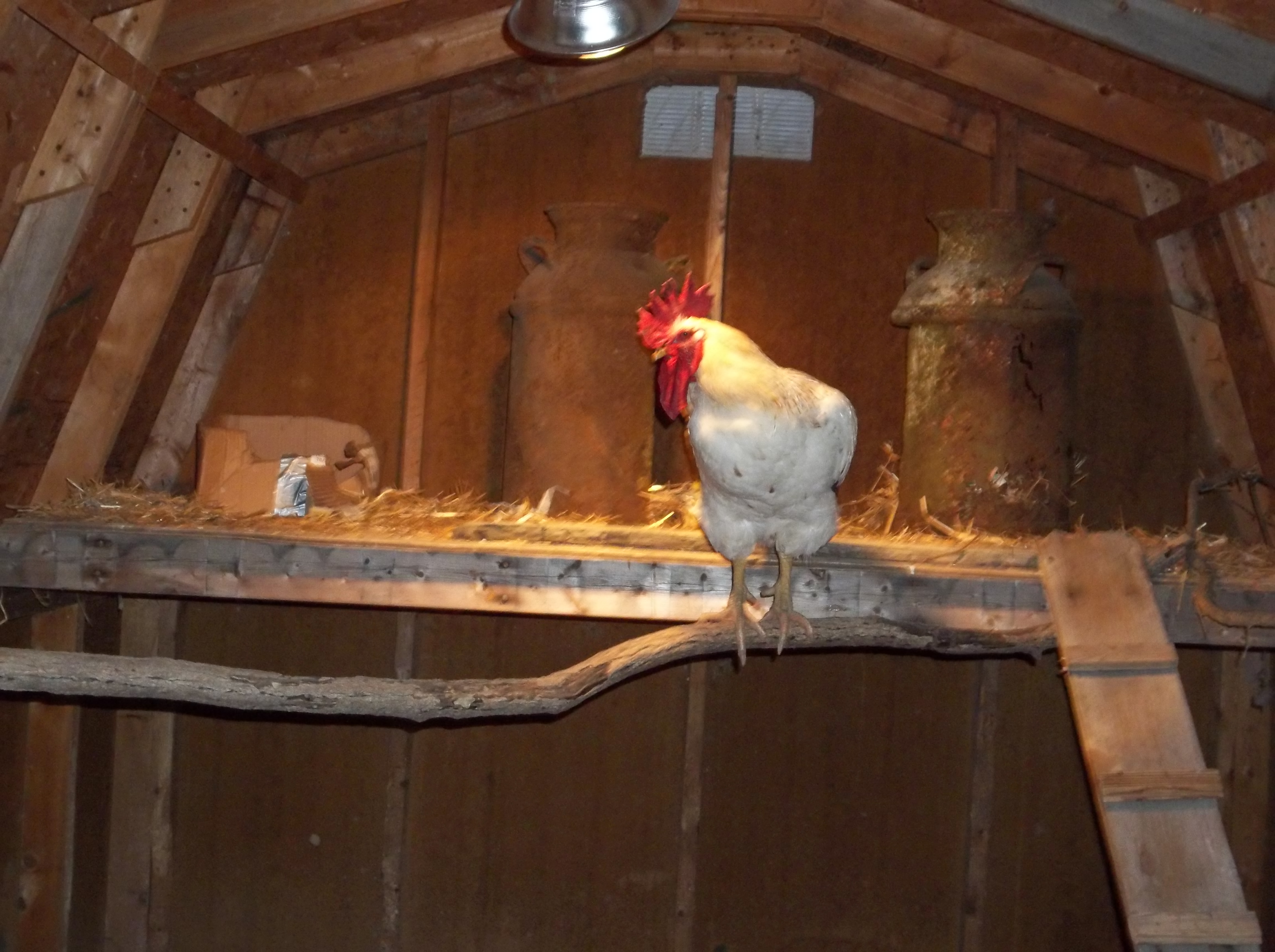 Here he is getting irritated and is talking to the hens... it IS BED TIME>