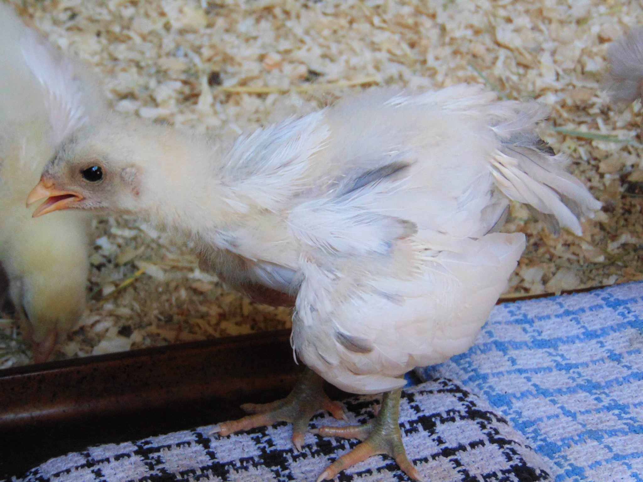 Here is Rannoch. He was over heating but found his way to the bags of ice wrapped in cloth and was standing on them to cool down. Shortly after this photo was taken he was cooled right down and off trying to fly out side the coop with the others.