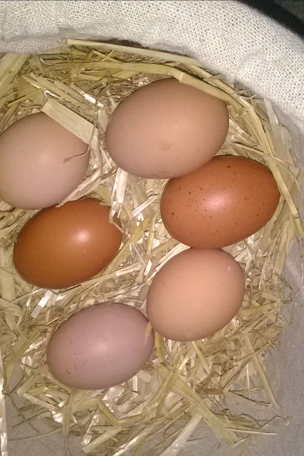 hi everyone
                      this photo is the 2nd and 3rd eggs from my copper
       black maran and rhode island red and sussex layed the rest
  i am really made up i got them at 16 weeks and 4 out of 7 have
now started laying
                                        good luck