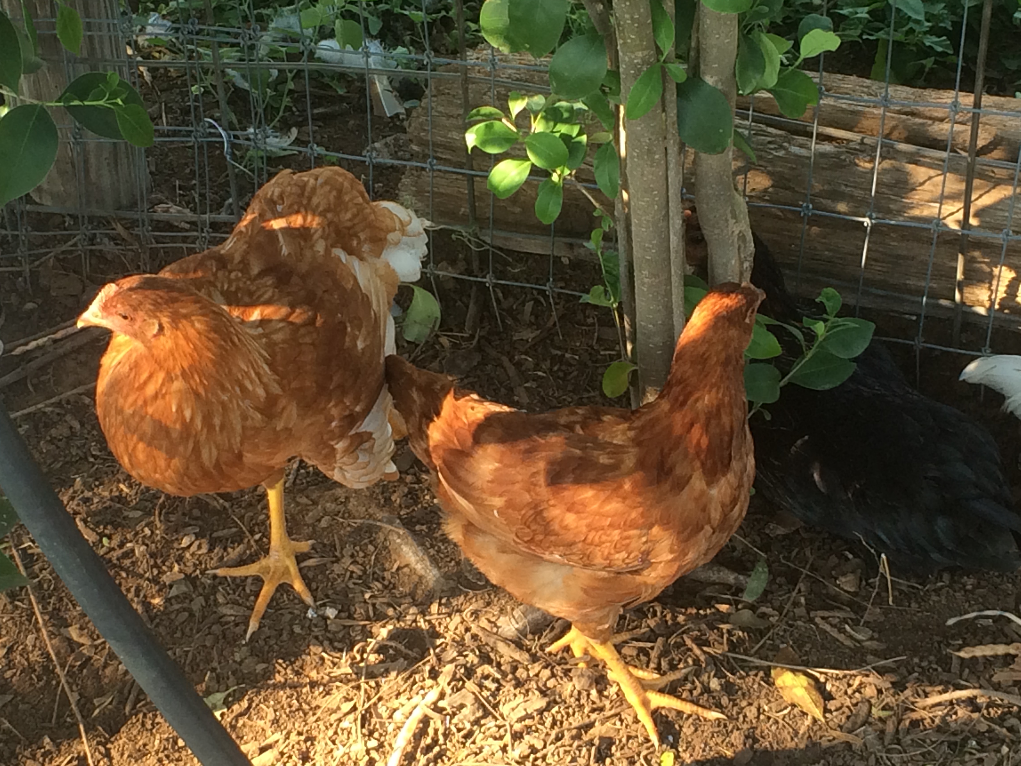 Honey the black hen, and two of her gang