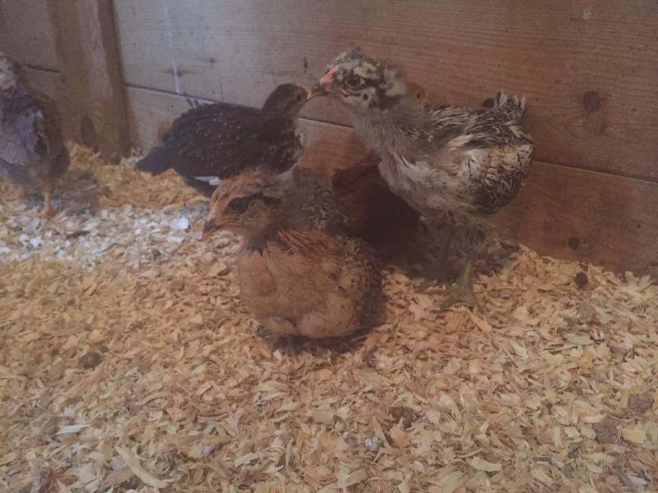 Hootie (Easter Egger) and unnamed Easter Egger (possible cockerel) front, Minnie (Speckled Sussex), back - 4 weeks